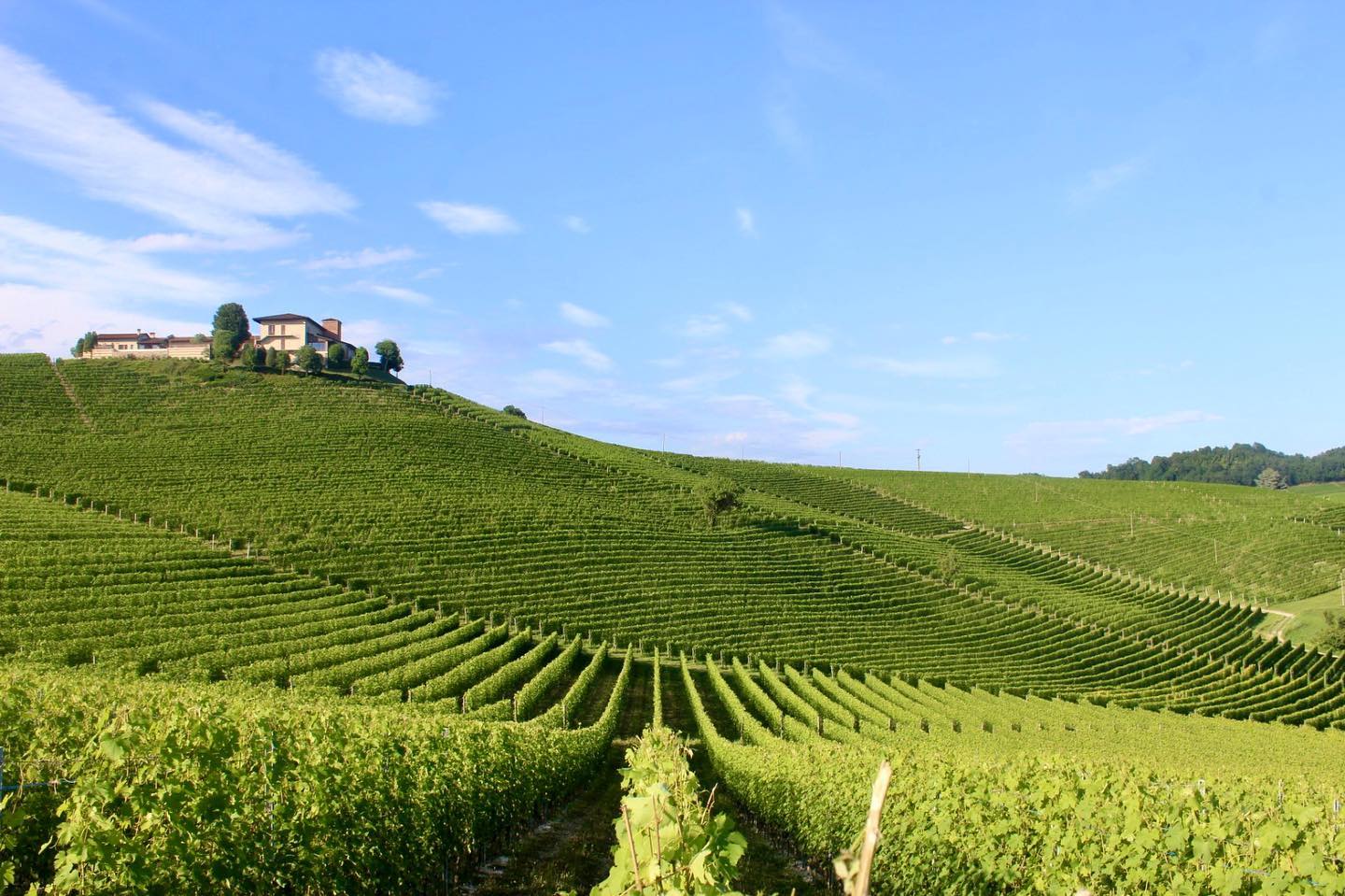 Vigne Langhe